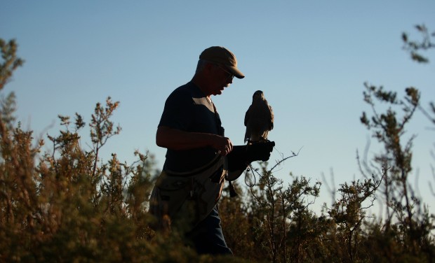 Falconry